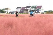 国产乱子,揭秘中国电影市场的独特现象与挑战